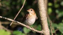 2: Veery 0C3_0998