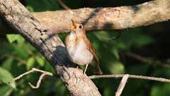3: Veery 0C3_1042