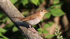 4: Veery 0C3_1082