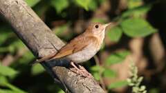 5: Veery 0C3_1091