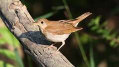 6: Veery 0C3_1145
