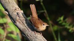7: Veery 0C3_1154