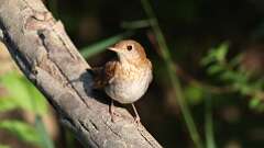 8: Veery 0C3_1187