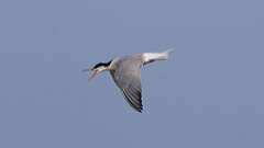 4: Common Tern 0C3_0772