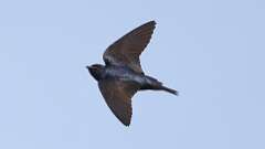13: purple martin 0C3_1991