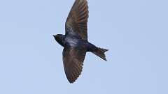 14: purple martin 0C3_1992