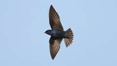 15: purple martin 0C3_3015