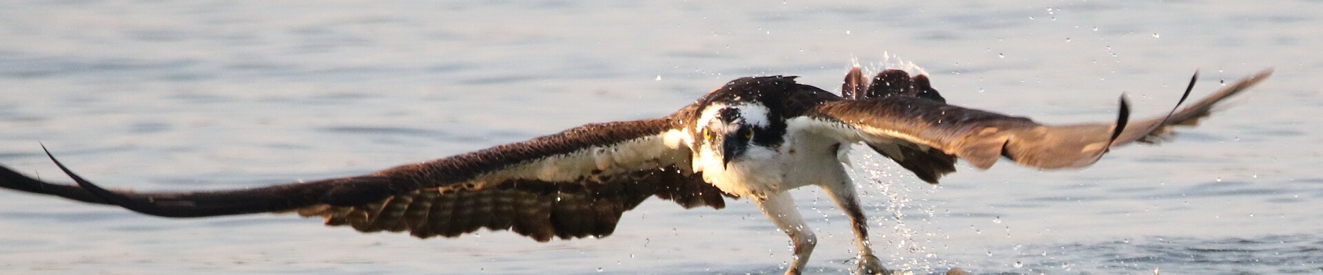 Click to show or hide the buttons