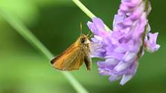1: Essex skipper 0C3_0181