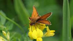 2: Essex skipper 0C3_0503