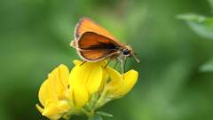 3: Essex skipper 0C3_0535