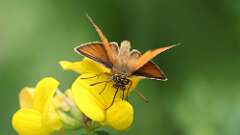4: Essex skipper 0C3_0556