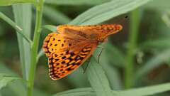 5: Great spangled fritillary 0C3_0394