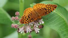 10: Great spangled fritillary 0C3_0871