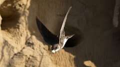 5: Bank Swallow poop 6M2_0029_0012