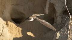 6: Bank Swallow poop 6M2_0030_0008