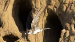 7: Bank Swallow poop 6M2_0041_0009