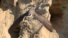 1: bank swallow poop 5M2_0189