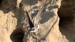 2: bank swallow poop 5M2_0190