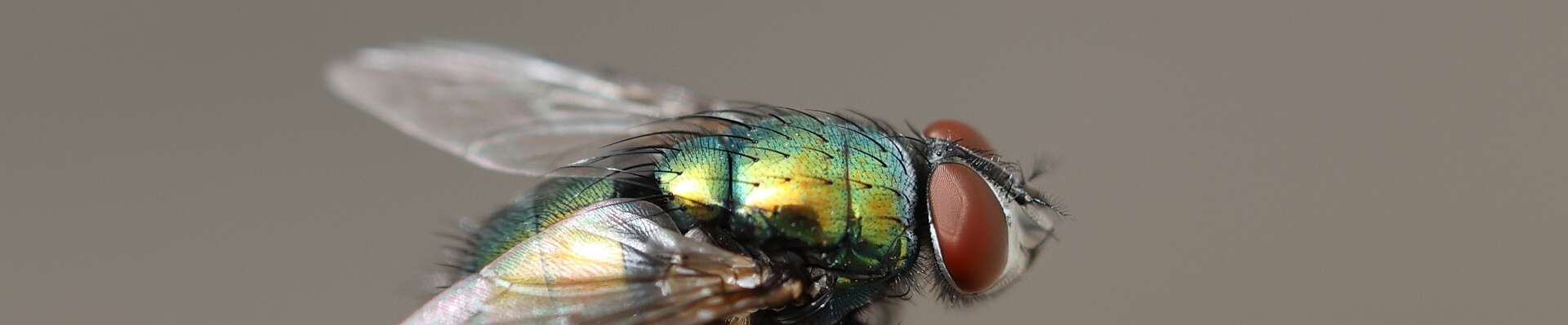 Click to show or hide the buttons