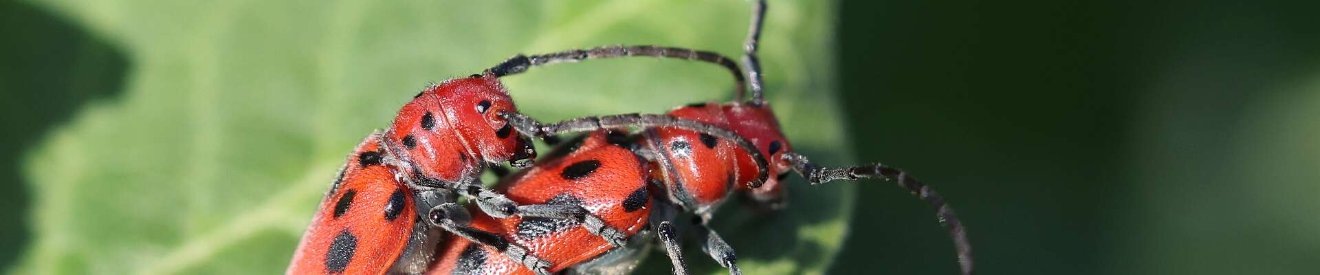 Click to show or hide the buttons