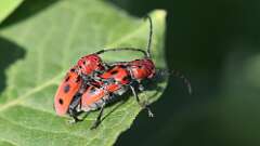 1: Red Milkweed Beetles 5M2_0505