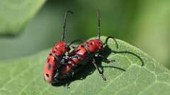 2: Red Milkweed Beetles 5M2_0547