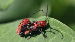 3: Red Milkweed Beetles 5M2_0562