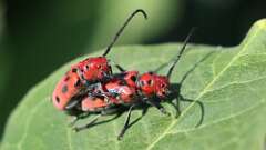 4: Red Milkweed Beetles 5M2_0592