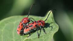 6: Red Milkweed Beetles 5M2_0631
