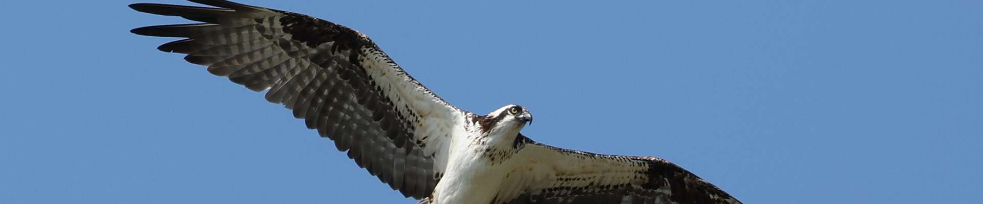 Click to show or hide the buttons