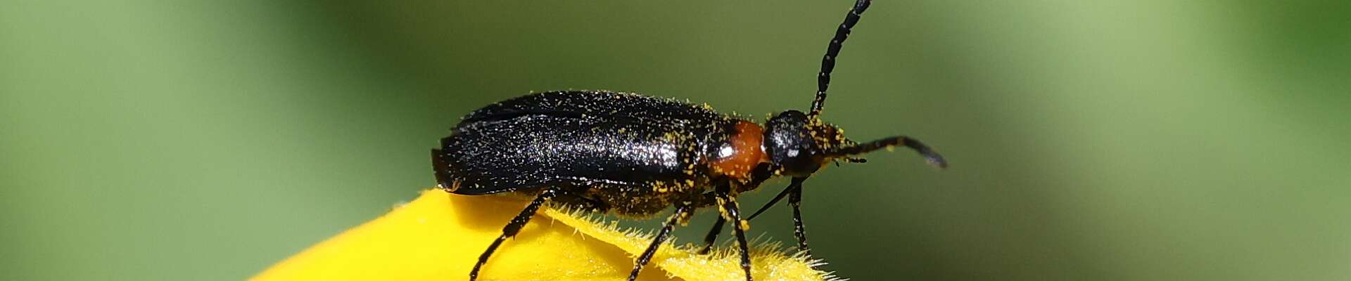 Click to show or hide the buttons