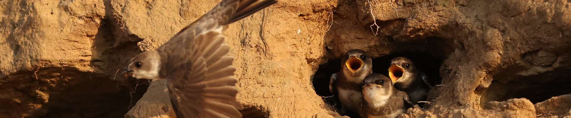 Click to show or hide the buttons