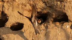 1: bank swallow babies 5M2_0926