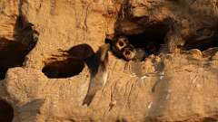 3: bank swallow babies 5M2_0976