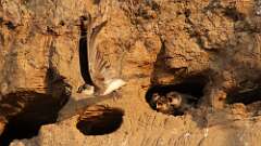 4: bank swallow babies 5M2_1213