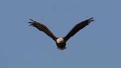 2: Bald eagle 0C3_2099