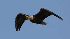 4: Bald eagle 0C3_2121
