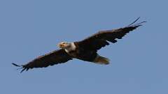 5: Bald eagle 0C3_2138