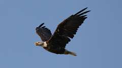 7: Bald eagle 0C3_2164