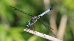 1: Blue Dasher 5M2_0756