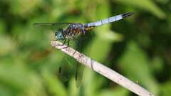2: Blue Dasher 5M2_0843