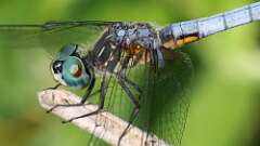 3: Blue Dasher 5M2_0858