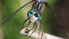 4: Blue Dasher 5M2_0909