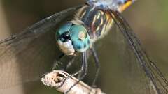 5: Blue Dasher 5M2_1053