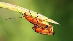 9: Common Red Soldier Beetles 5M2_1500