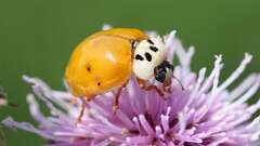 4: Asian lady beetle 5M2_0480