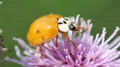 3: Asian lady beetle 5M2_0490