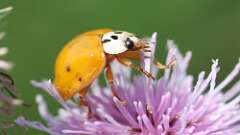 2: Asian lady beetle 5M2_0492