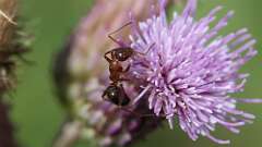 7: field ant 5M2_0863